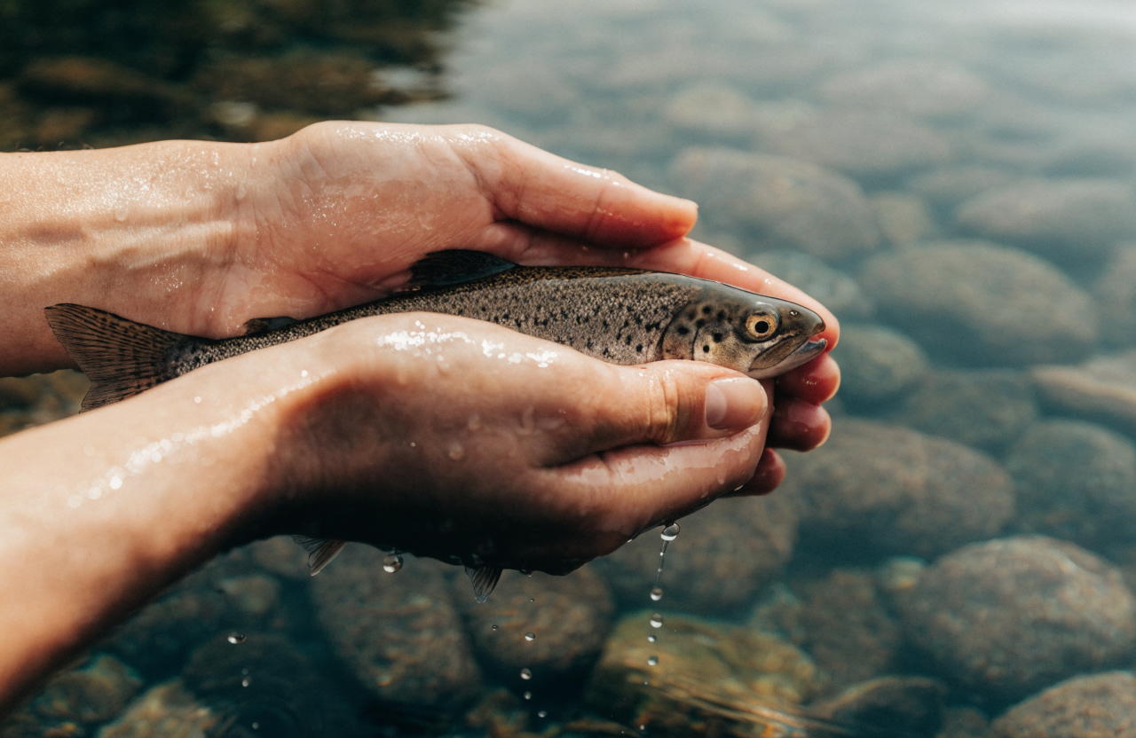 Hands holding a small wild trout above the water